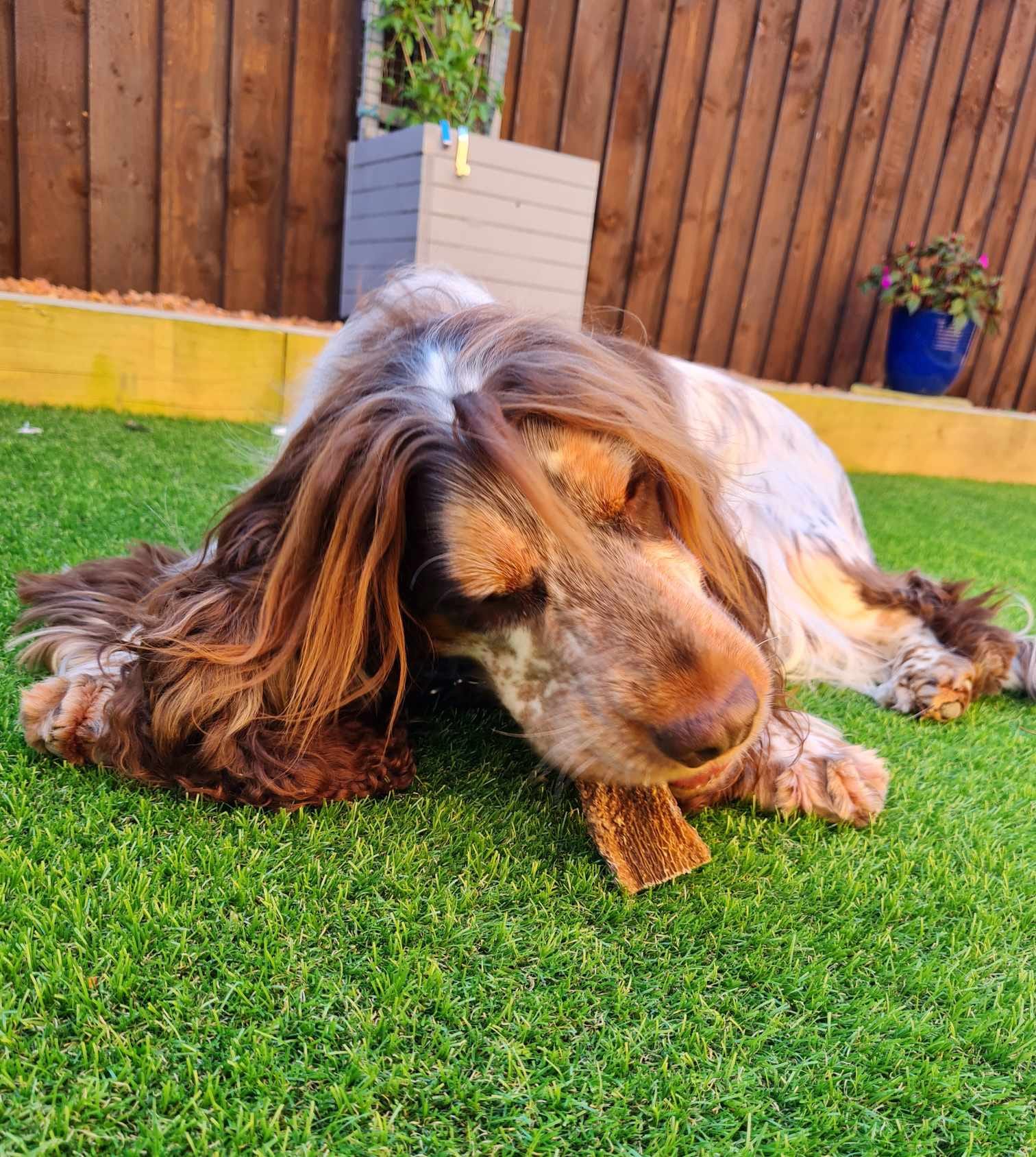 Gorgeous Henry Enjoying His Treat Box Which He Won! ??

Pet Treats Wholesale Ltd