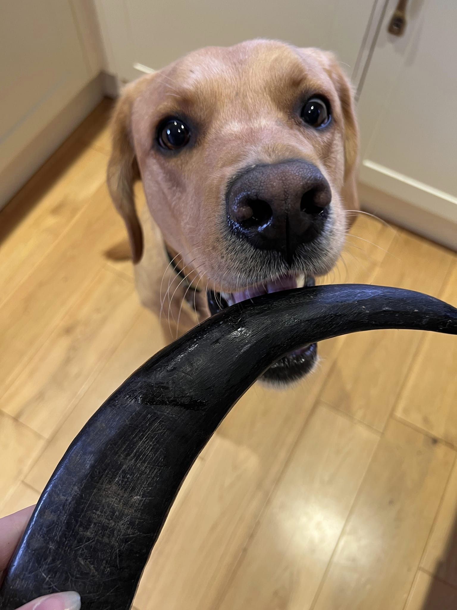 Safe to say these buffalo horns were a hit with this crew??

Pet Treats Wholesale Ltd