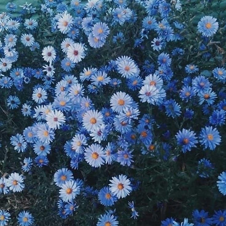 Keep blooming 💙